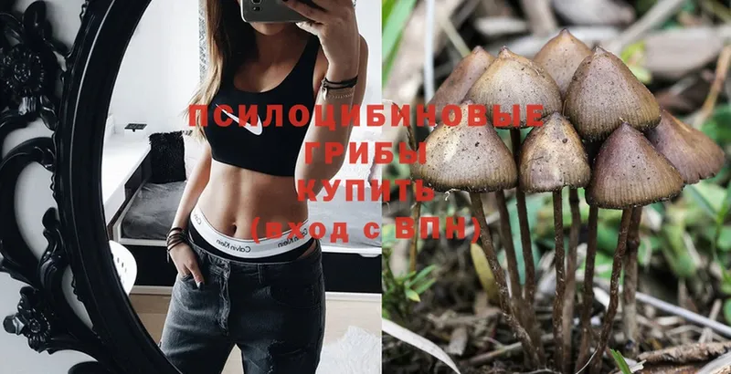 Псилоцибиновые грибы Psilocybe  Кохма 